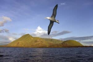 Black-browed Albatross - Galapagos Islands - Ecuador